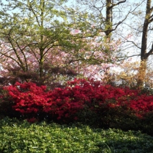   Les printemps  colorés de Keukenhof         