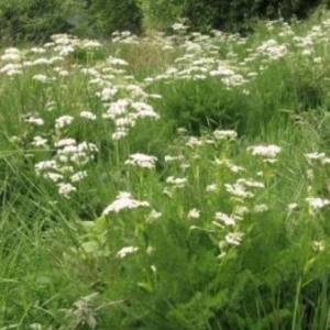 Le fenouil des Alpes Le fenouil des Alpes