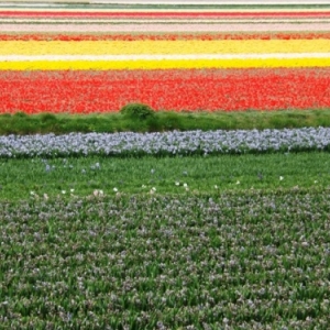   Les printemps  colorés de Keukenhof         