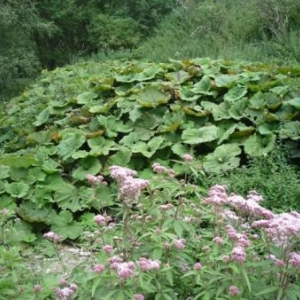 Paysage en zone naturelle le long de la Warchenne