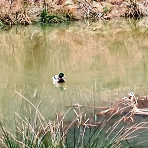 Autour du lac