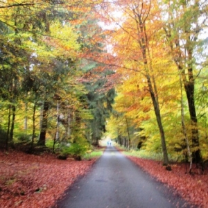 Sentier sous - bois