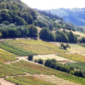 Les collines occupees par les vignobles