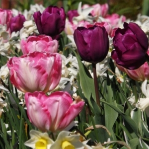   Les printemps  colorés de Keukenhof         