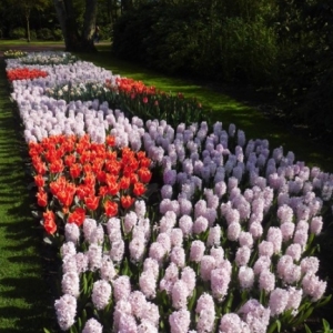   Les printemps  colorés de Keukenhof         