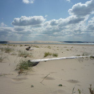 Cap - Ferret ( photo : F. Detry )