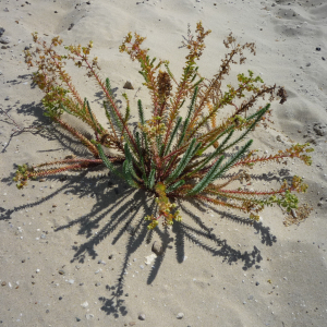 Cap - Ferret ( photo : F. Detry )