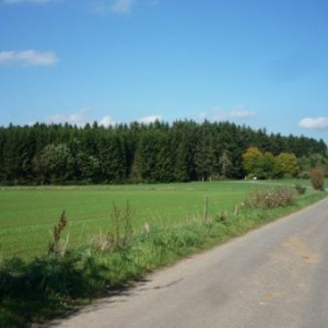 A hauteur de la borne - frontiere 265 : paysage ardennais ( cote Buret - Belgique )