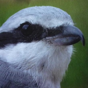 La pie-grieche / autour de Junglinster ( photo P. Lorce dans Regulus 6 / 2010 )