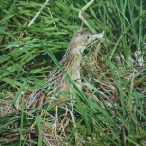 Le rale des genets / vallee superieure de l'Alzette ( photo P. Lorce dans Regulus 6 / 2010 )