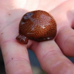 Decouverte du biotope Decouverte du biotope