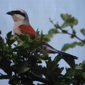 La pie - grieche / arriere-pays de la Moselle ( photo T. Conzemius dans Regulus 6 / 2010 )