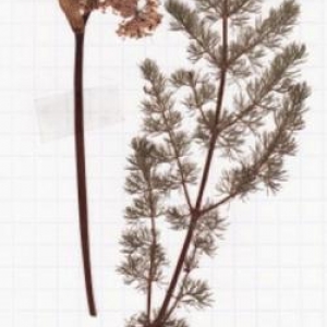 Le fenouil des Alpes Le fenouil des Alpes