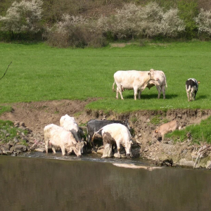 Etat des lieux  : érosion - bétail  ( photo : Crambleve )