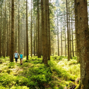 Eupen_Wandern_Hertogenwald_18(c)www.ostbelgien.eu_Dominik_Ketz