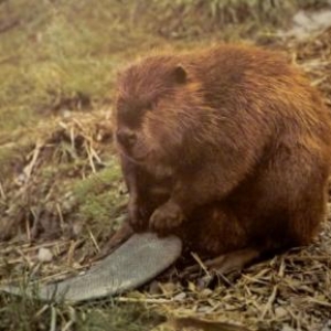 Le castor ( photo " Royaume des animaux ")