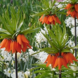   Les printemps  colorés de Keukenhof         