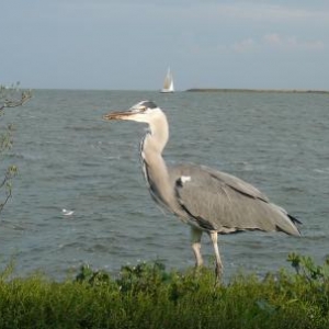 Volendam : un des nombreux regionaux peuplant la cote Volendam : un des nombreux regionaux peuplant la cote