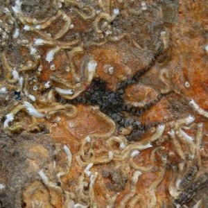 Decouverte du biotope Decouverte du biotope