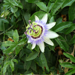 Herbe ( photo : F. Detry )