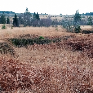 Une ancienne zone de prélèvement de tourbe