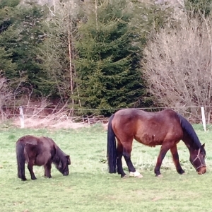 Paysage bucolique Paysage bucolique