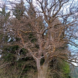 Lent réveil de la nature  ( le 01.05 )