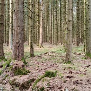 Calme de la forêt