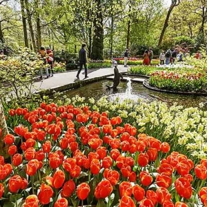 Keukenhof ( NL ) ( photo F. Detry )