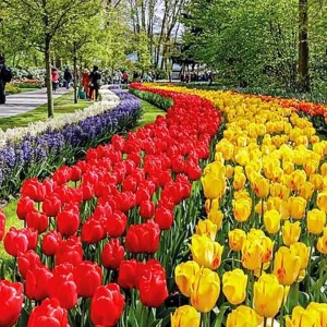Keukenhof ( NL )