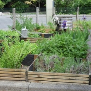 Les plantes à savon