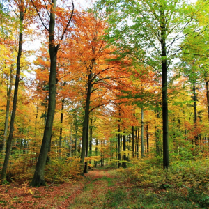 Découvrez les paysages de forêt en mille teintes lors d’une randonnée dans les Cantons de l’Est. ©ostbelgien.eu