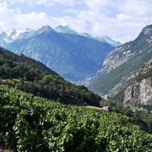 Photo 10  Visperterminen, le vignoble   ( Myriam Thys )