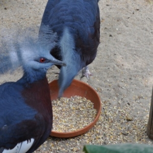 Pairi Daiza. Une ardeur d'avance aussi!