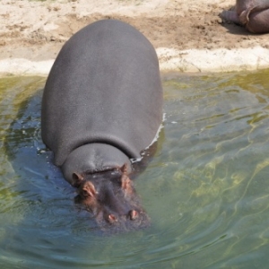 Pairi Daiza. Une ardeur d'avance aussi!