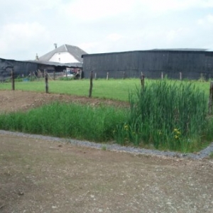 bassin avec plantes aquatiques