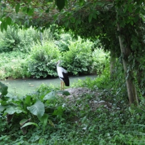 Pairi Daiza. Une ardeur d'avance aussi!