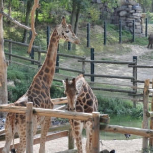 Pairi Daiza. Une ardeur d'avance aussi!