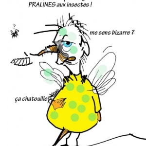 les pralines aux insectes !