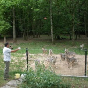 Le chauffeur donne de la viande aux loups