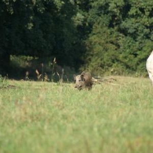 ardenneweb_sanglierparmilesvaches01