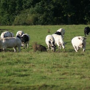 ardenneweb_sanglierparmilesvaches03