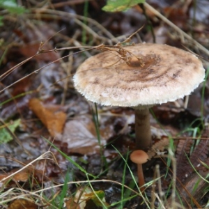 Champignon comestible ou veneneux?