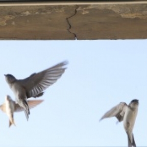 Hirondelles et nichoirs