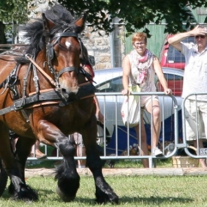 Fete du cheval de trait, Hargnies Fete du cheval de trait, Hargnies
