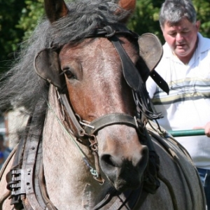 Fete du cheval de trait, Hargnies Fete du cheval de trait, Hargnies