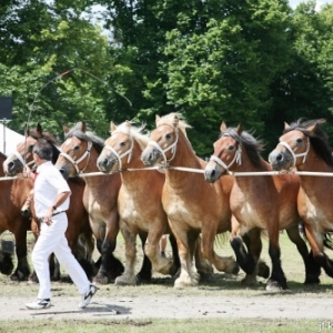 L expo qui murmurait a l oreille des chevaux