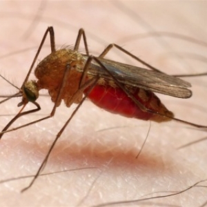 Malaria