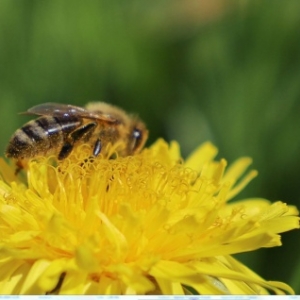 Festival Polliniz Acteurs