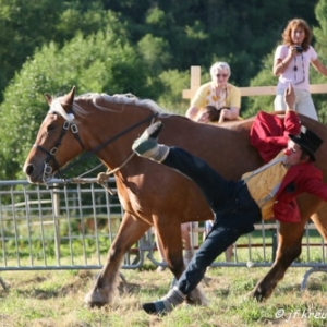 Ecuries Amourie : cheval comtois